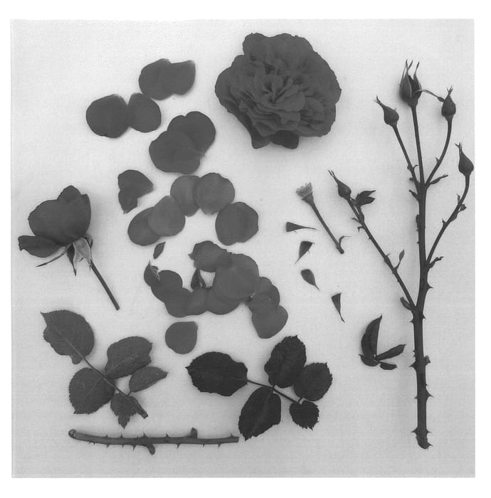 Figure 1 of US plant patent PP24225, the photograph of Poulcas034 printed in the patent.