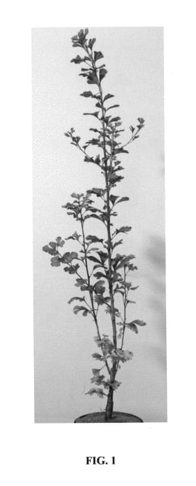 Figure 1 of US plant patent PP24226, the photograph of Menhir printed in the patent.