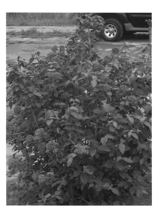 Figure 1 of US plant patent PP24227, the photograph of Redell printed in the patent.