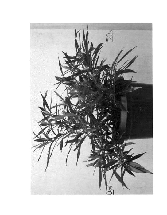 Figure 1 of US plant patent PP24228, the photograph of Starlight printed in the patent.