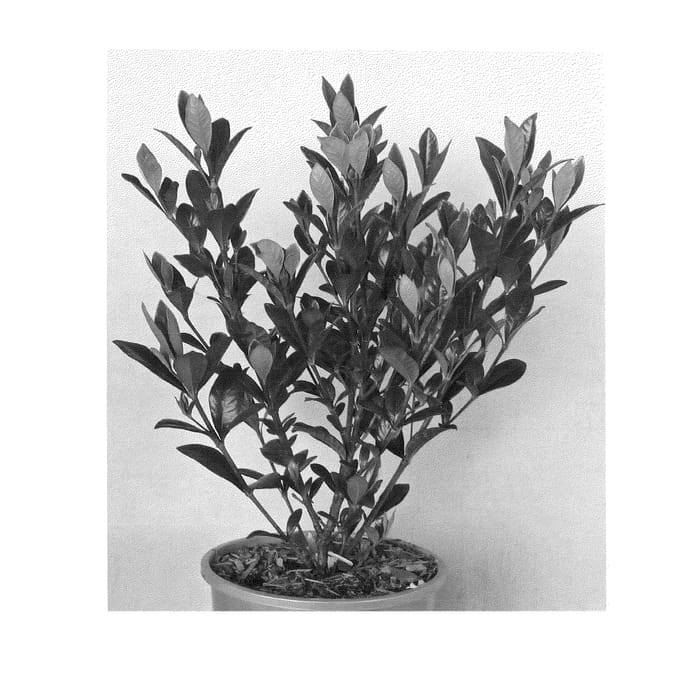 Figure 1 of US plant patent PP24229, the photograph of Buttons printed in the patent.