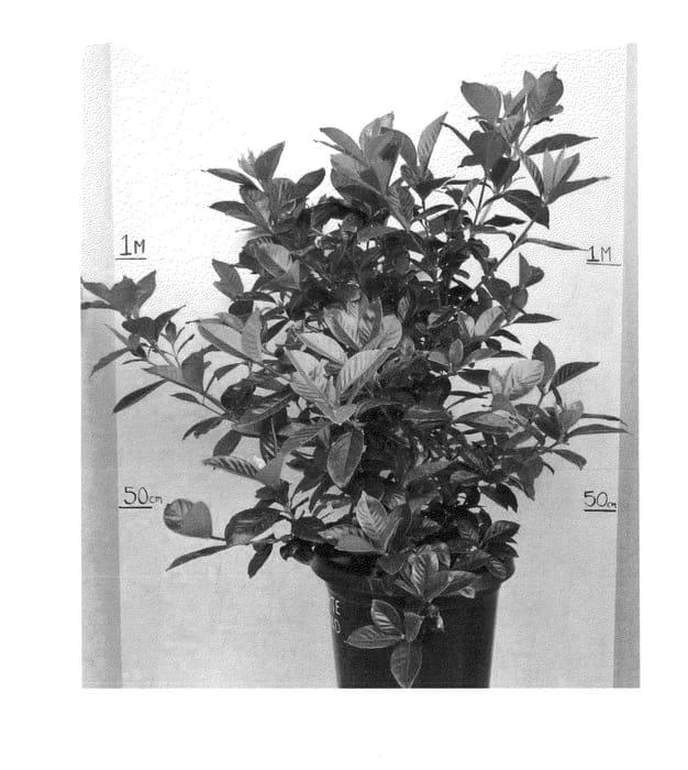 Figure 1 of US plant patent PP24230, the photograph of Platinum printed in the patent.