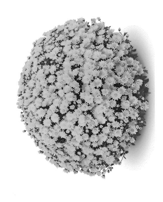 Figure 1 of US plant patent PP24231, the photograph of Veritas Yellow printed in the patent.