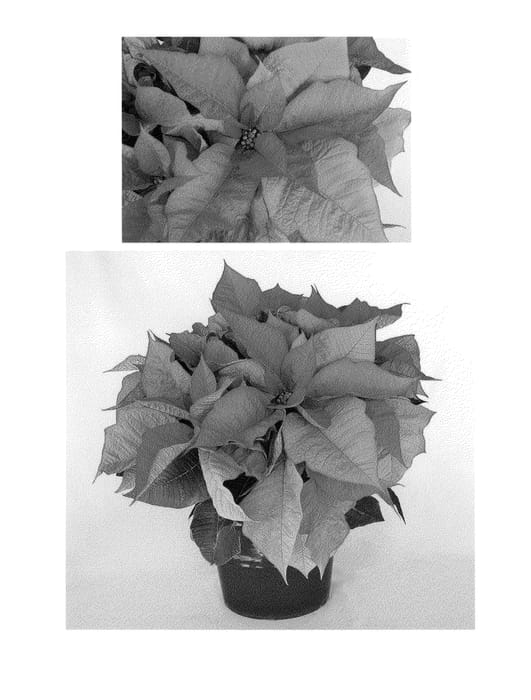 Figure 1 of US plant patent PP24232, the photograph of PER510 printed in the patent.