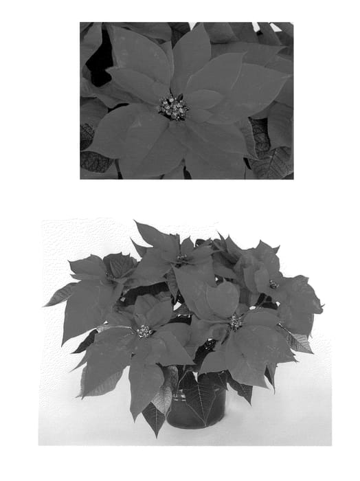Figure 1 of US plant patent PP24233, the photograph of PER 1270 printed in the patent.