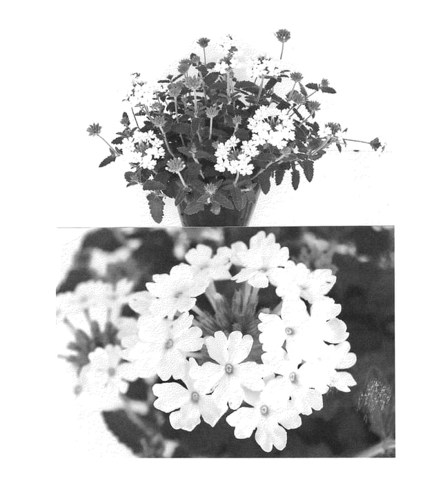 Figure 1 of US plant patent PP24234, the photograph of Sunmaricoho printed in the patent.