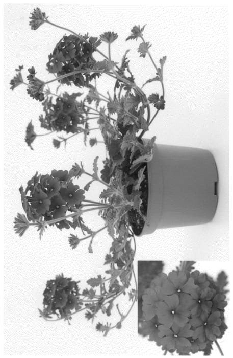 Figure 1 of US plant patent PP24235, the photograph of VEAZ0014 printed in the patent.