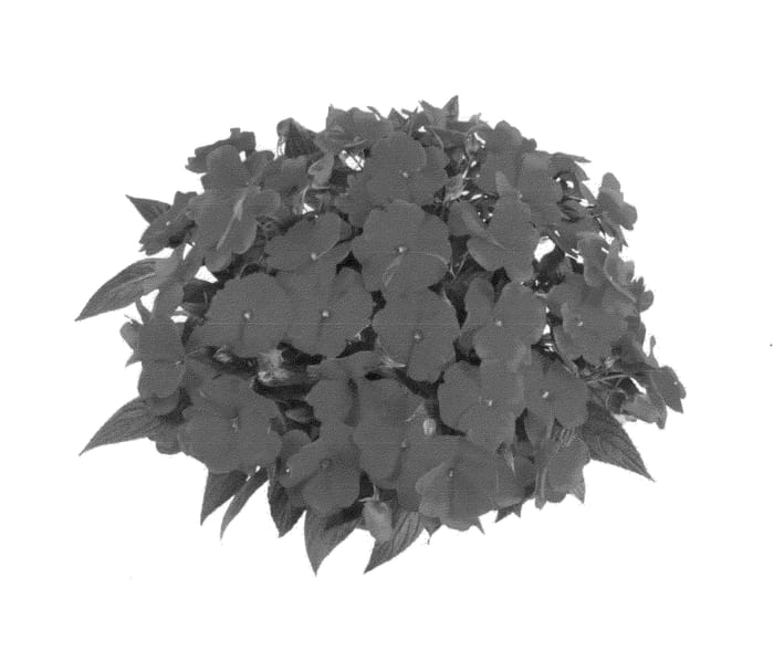 Figure 1 of US plant patent PP24236, the photograph of Fidimpmaxor printed in the patent.