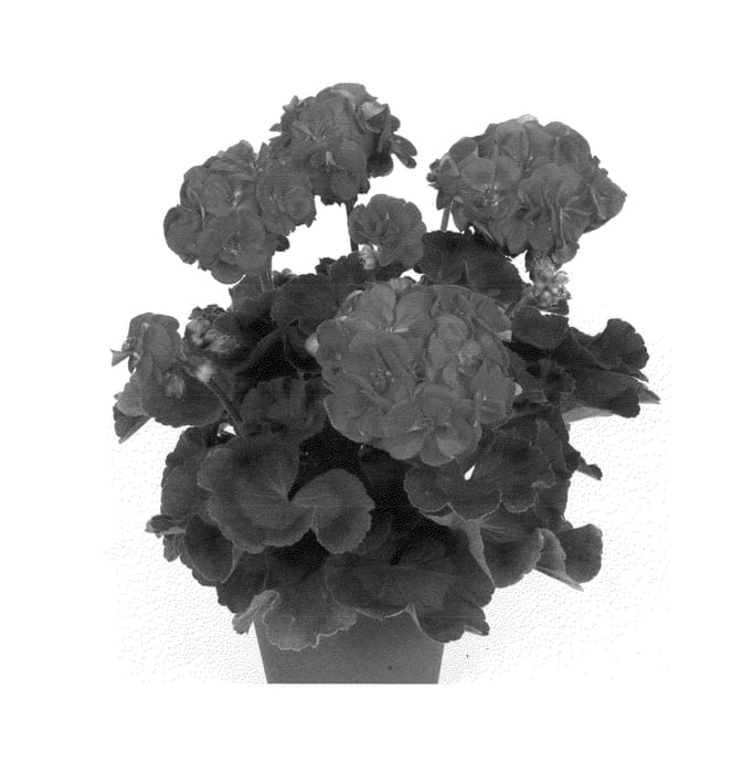 Figure 1 of US plant patent PP24237, the photograph of Pacludo printed in the patent.
