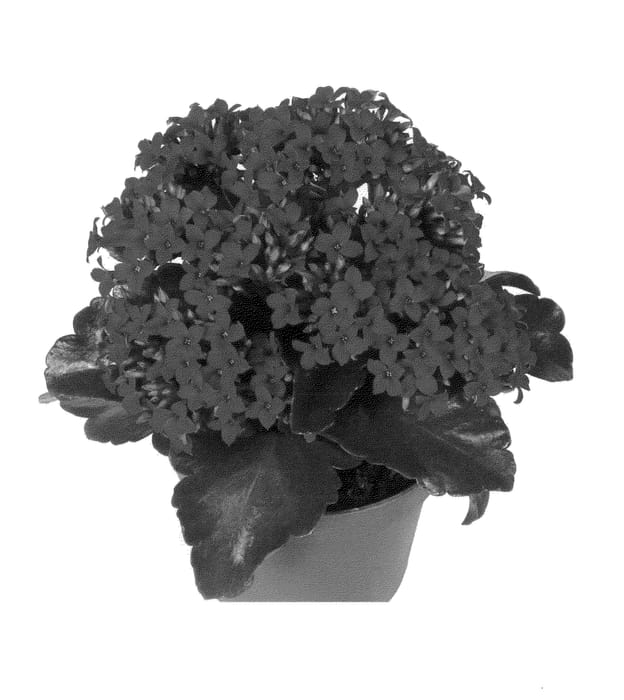 Figure 1 of US plant patent PP24238, the photograph of Fikalamboy printed in the patent.