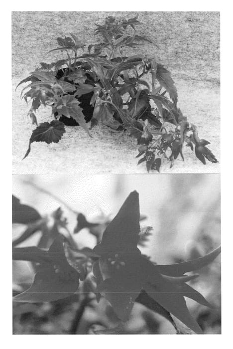 Figure 1 of US plant patent PP24239, the photograph of Sunjiradai printed in the patent.