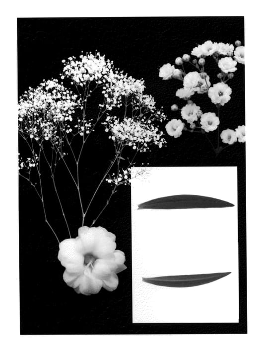 Figure 1 of US plant patent PP24240, the photograph of Esm G007 printed in the patent.