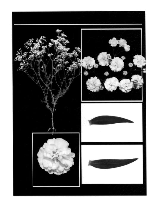 Figure 1 of US plant patent PP24241, the photograph of Esm G027 printed in the patent.