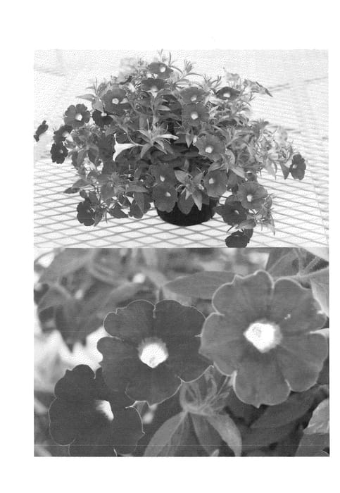 Figure 1 of US plant patent PP24242, the photograph of Sunsurf Deniusa printed in the patent.