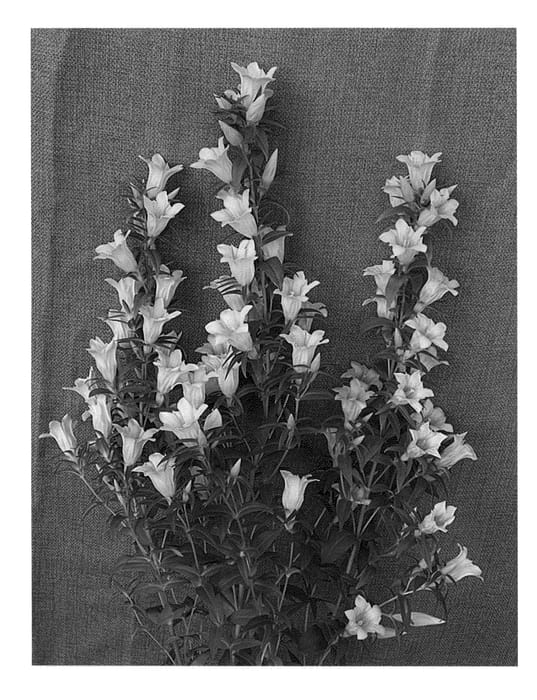 Figure 1 of US plant patent PP24243, the photograph of Hakuryu printed in the patent.