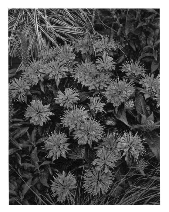 Figure 1 of US plant patent PP24244, the photograph of Pardon My Pink printed in the patent.