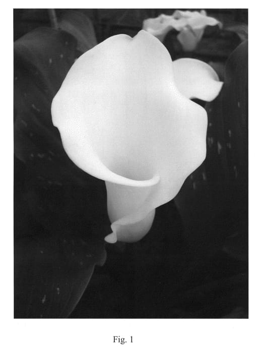Figure 1 of US plant patent PP24245, the photograph of Aspen printed in the patent.