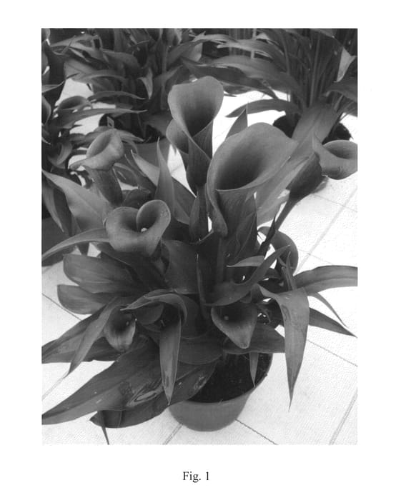 Figure 1 of US plant patent PP24246, the photograph of Paco printed in the patent.