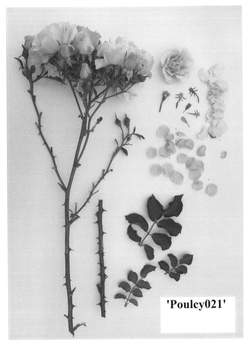 Figure 1 of US plant patent PP24247, the photograph of Poulcy021 printed in the patent.