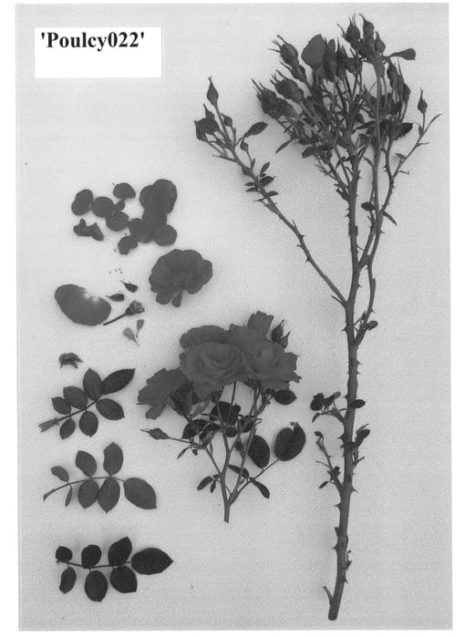 Figure 1 of US plant patent PP24248, the photograph of Poulcy022 printed in the patent.