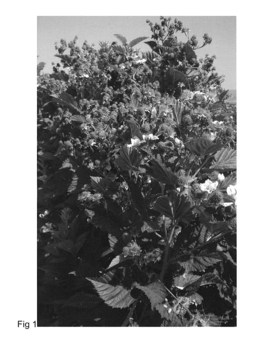 Figure 1 of US plant patent PP24249, the photograph of APF-77 printed in the patent.