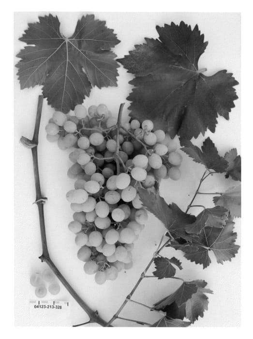 Figure 1 of US plant patent PP24250, the photograph of Sugrafortytwo printed in the patent.