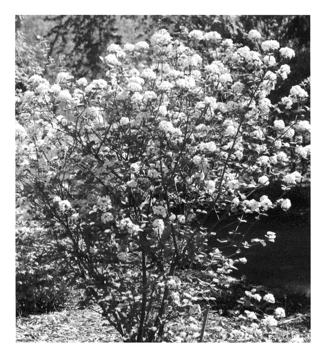 Figure 1 of US plant patent PP24251, the photograph of Spiro printed in the patent.