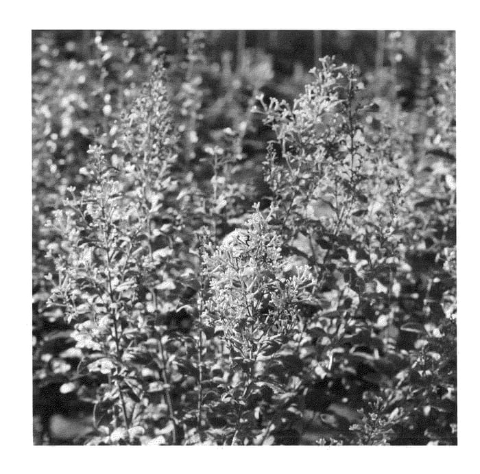 Figure 1 of US plant patent PP24252, the photograph of Pink Perfume printed in the patent.