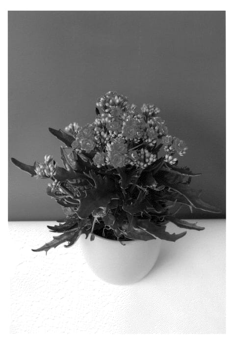 Figure 1 of US plant patent PP24253, the photograph of Katapifa printed in the patent.