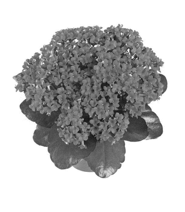 Figure 1 of US plant patent PP24254, the photograph of Fikalcerros printed in the patent.
