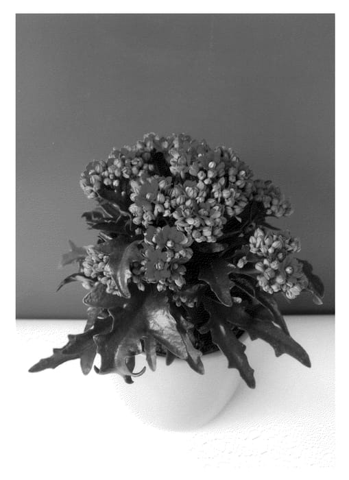 Figure 1 of US plant patent PP24255, the photograph of Katarore printed in the patent.