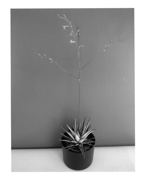 Figure 1 of US plant patent PP24256, the photograph of African Albino printed in the patent.