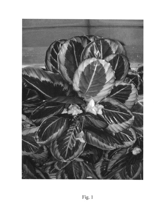 Figure 1 of US plant patent PP24257, the photograph of Princess Jessie printed in the patent.