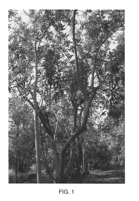 Figure 1 of US plant patent PP24258, the photograph of Zentmyer printed in the patent.