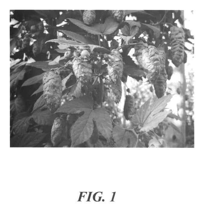 Figure 1 of US plant patent PP24259, the photograph of HBC 342 printed in the patent.