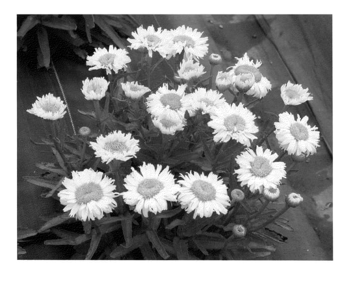 Figure 1 of US plant patent PP24260, the photograph of Bridal Bouquet printed in the patent.