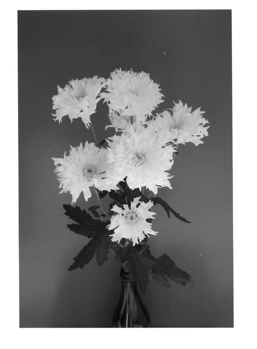 Figure 1 of US plant patent PP24261, the photograph of Deliestrella printed in the patent.