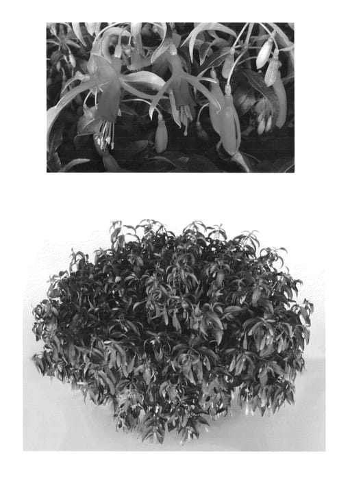 Figure 1 of US plant patent PP24262, the photograph of USFUC0901 printed in the patent.
