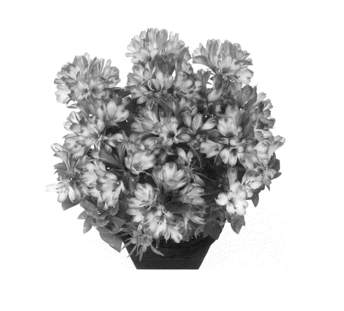 Figure 1 of US plant patent PP24263, the photograph of Teshope printed in the patent.