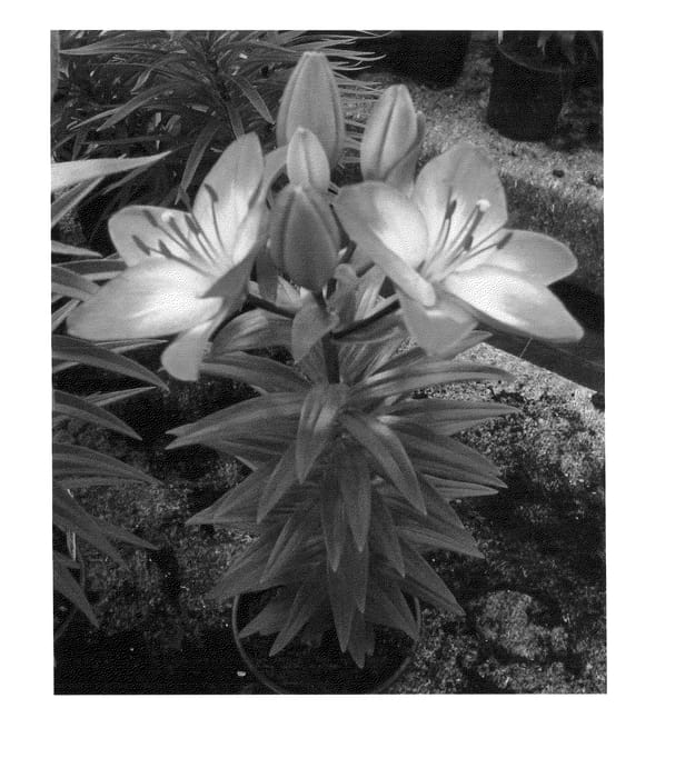 Figure 1 of US plant patent PP24264, the photograph of Tiny Dancers printed in the patent.