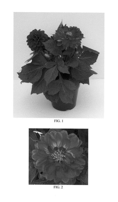 Figure 1 of US plant patent PP24265, the photograph of Dapamar printed in the patent.