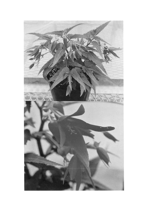 Figure 1 of US plant patent PP24266, the photograph of Sunjiraore printed in the patent.