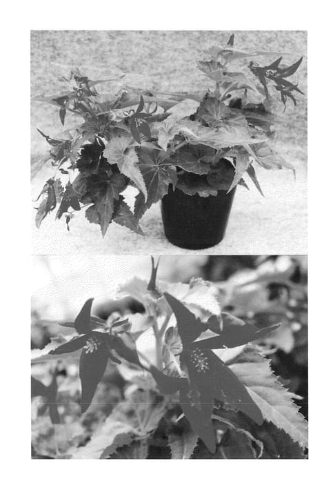 Figure 1 of US plant patent PP24267, the photograph of Sunjiraka printed in the patent.
