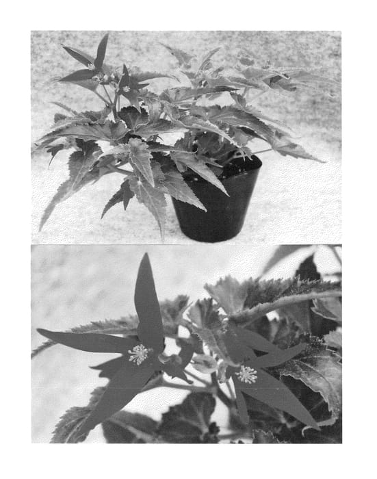 Figure 1 of US plant patent PP24268, the photograph of Sunjirared printed in the patent.