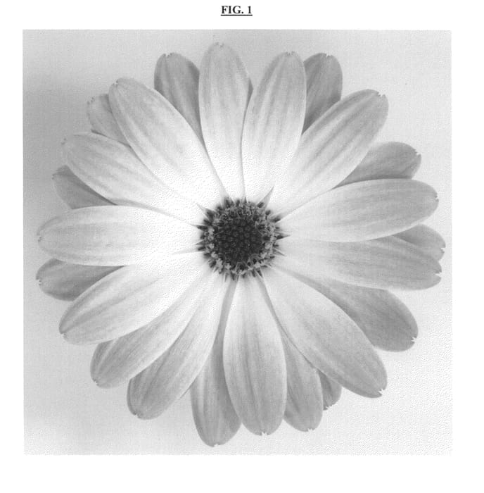 Figure 1 of US plant patent PP24269, the photograph of DAOSTOOGTYVE printed in the patent.