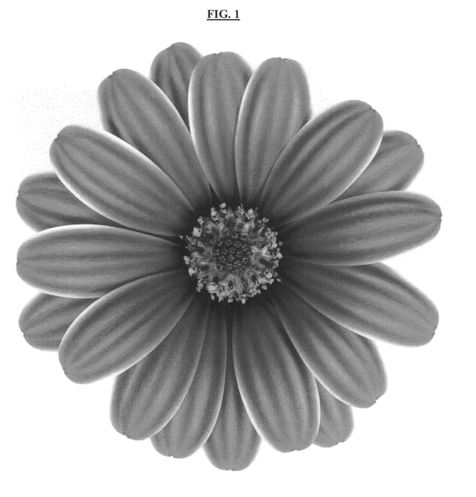 Figure 1 of US plant patent PP24270, the photograph of DAOSENOGTYVE printed in the patent.