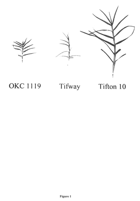 Figure 1 of US plant patent PP24271, the photograph of Latitude 36 Turf Bermudagrass printed in the patent.