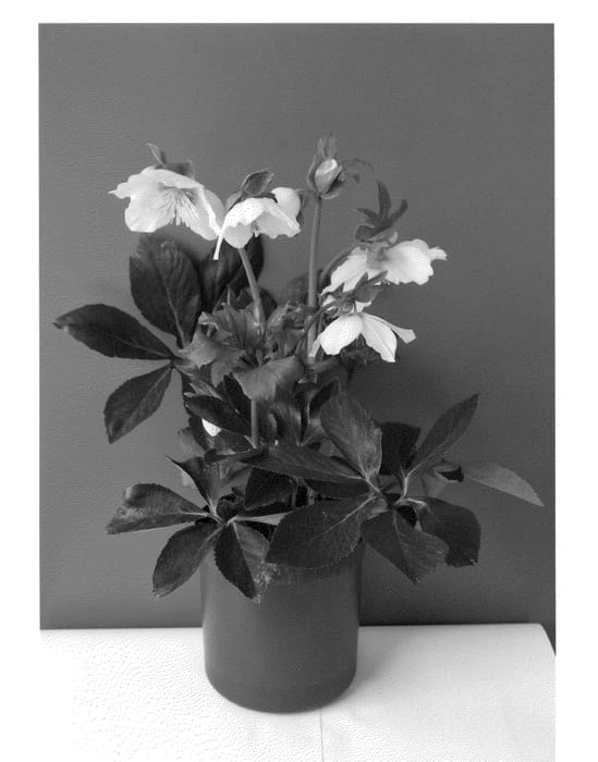 Figure 1 of US plant patent PP24272, the photograph of COSEH 960 printed in the patent.