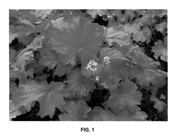 Figure 1 of US plant patent PP24273, the photograph of Rio printed in the patent.