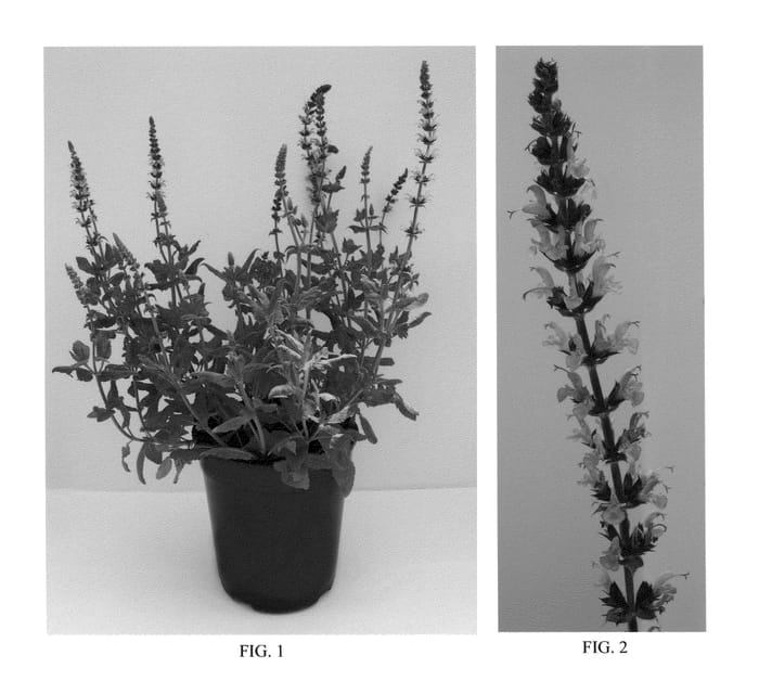 Figure 1 of US plant patent PP24274, the photograph of Balyricose printed in the patent.